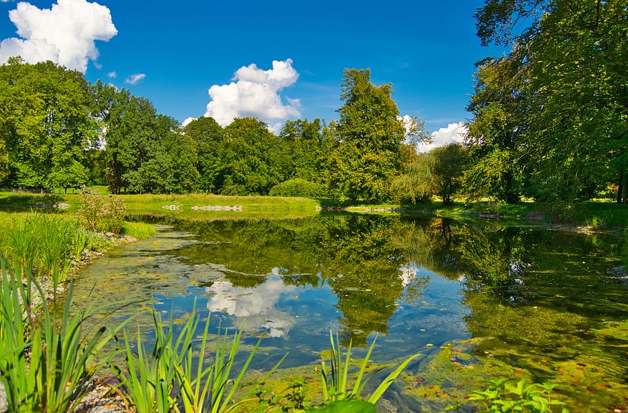 pond, mirroring, sky, trees, nature, water, plant, blue, green HD wallpaper