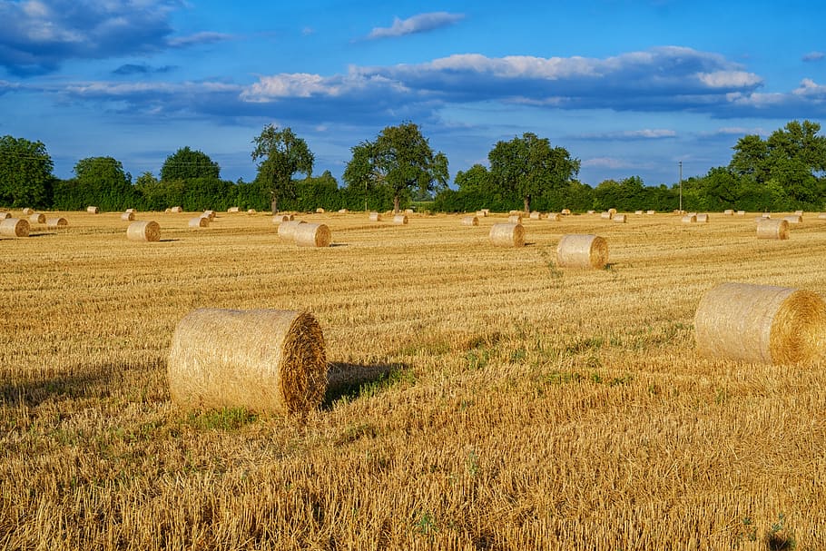 straw, straw bales, stubble, field, agriculture, harvest, cereals HD wallpaper
