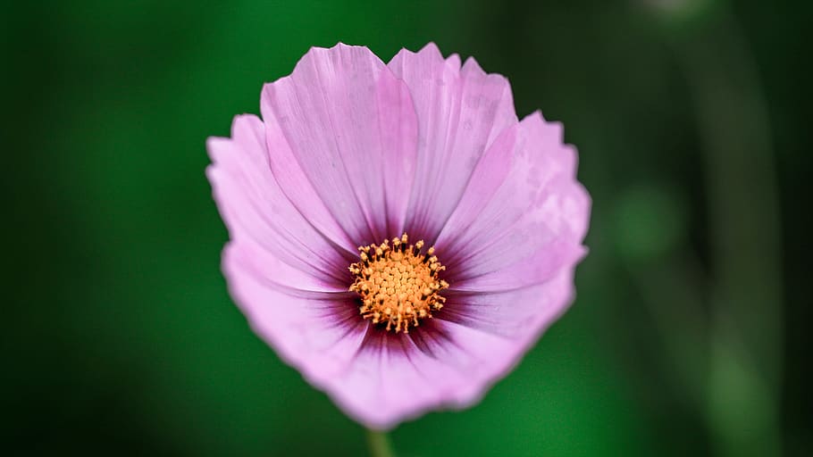 flower, flowering plant, freshness, fragility, vulnerability HD wallpaper