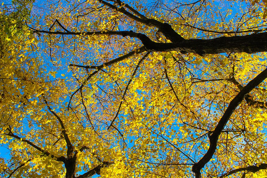 evening, morning, spring, sky, outdoor, trees, fall, monument HD wallpaper