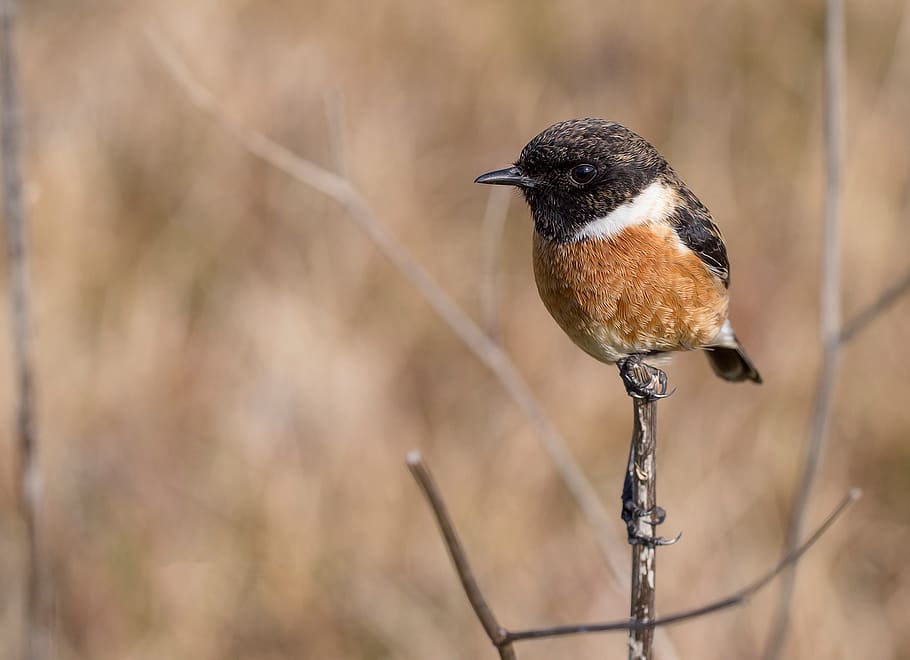 Black and Brown Bird, animal, macro, plumage, one animal, animal themes HD wallpaper