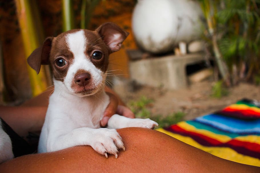 puppy on lap, dog, pet, animal, canine, mammal, finger, back HD wallpaper