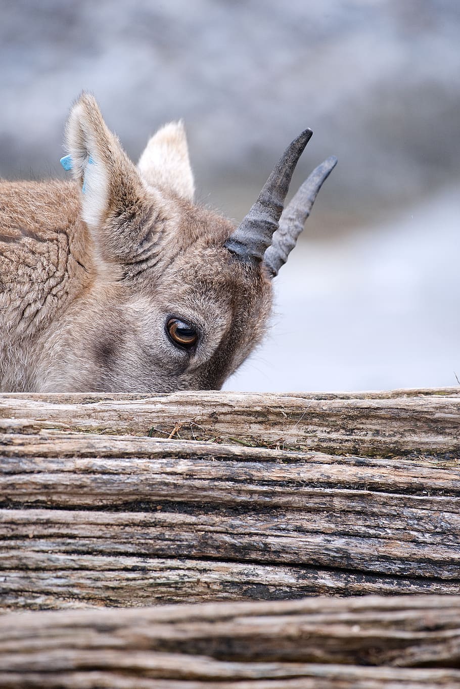 brown animal behind tree trunk, one animal, animal themes, animal wildlife HD wallpaper