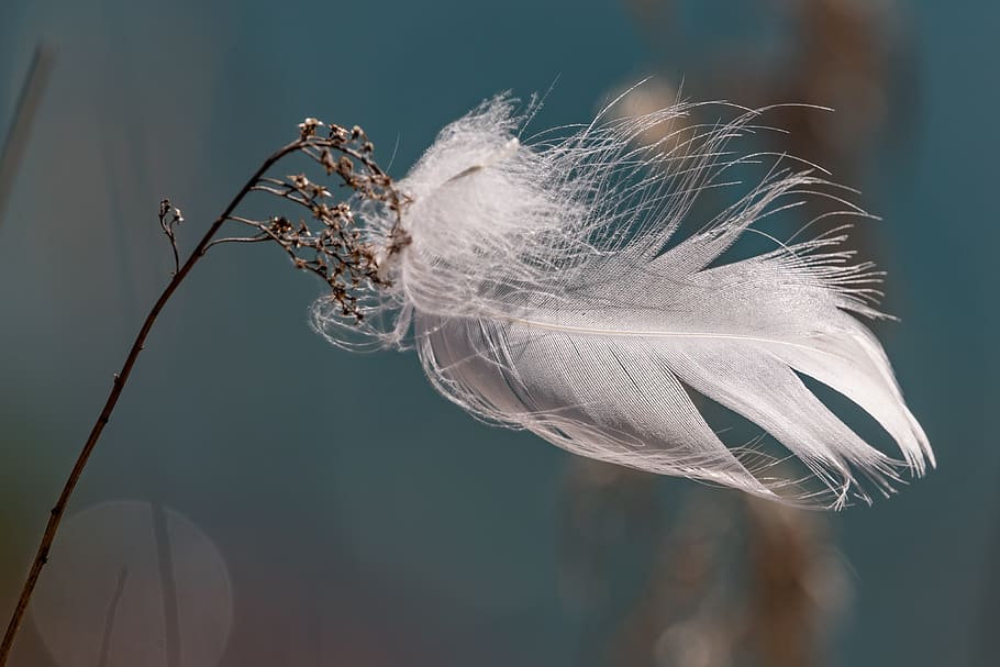 feather, slightly, bird feather, lightweight, fluffy, airy HD wallpaper