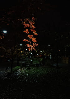 tree, leaf, autumn, fall, winter, outdoors, night, orange, maple HD wallpaper