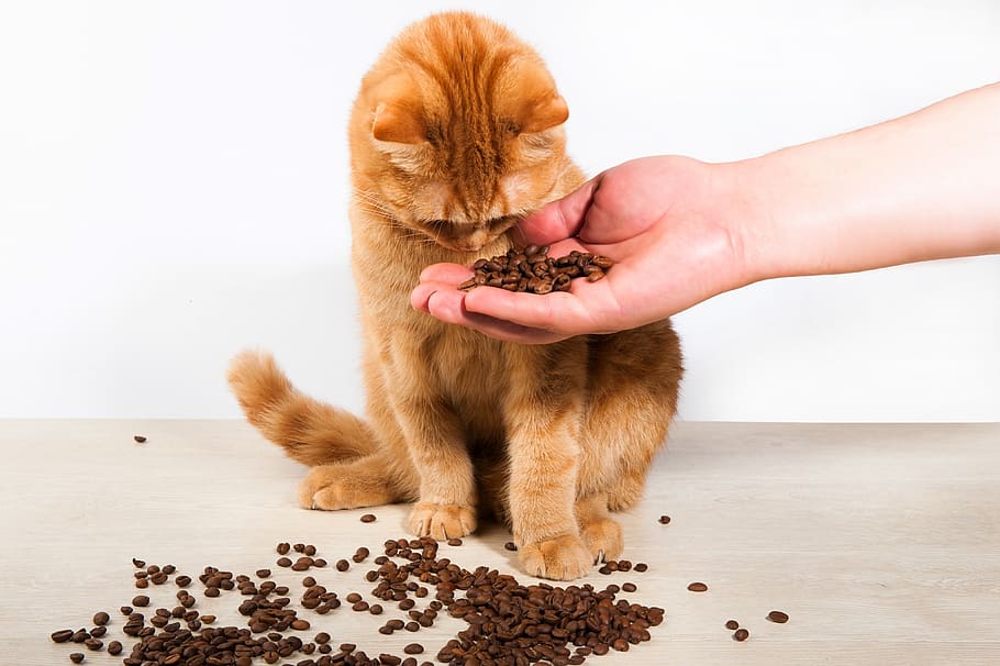 cat, animals, portrait, redhead, hand, coffee, aroma, arabica HD wallpaper