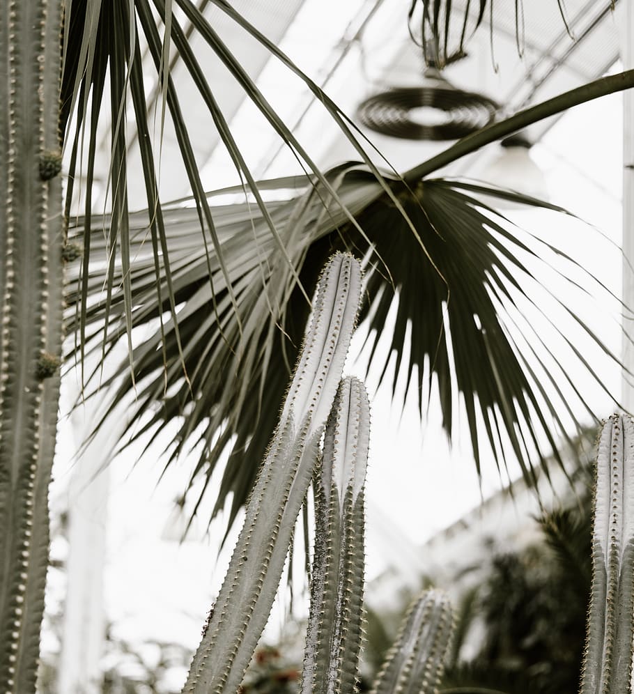 green plants, tree, palm tree, growth, focus on foreground, tropical climate HD wallpaper