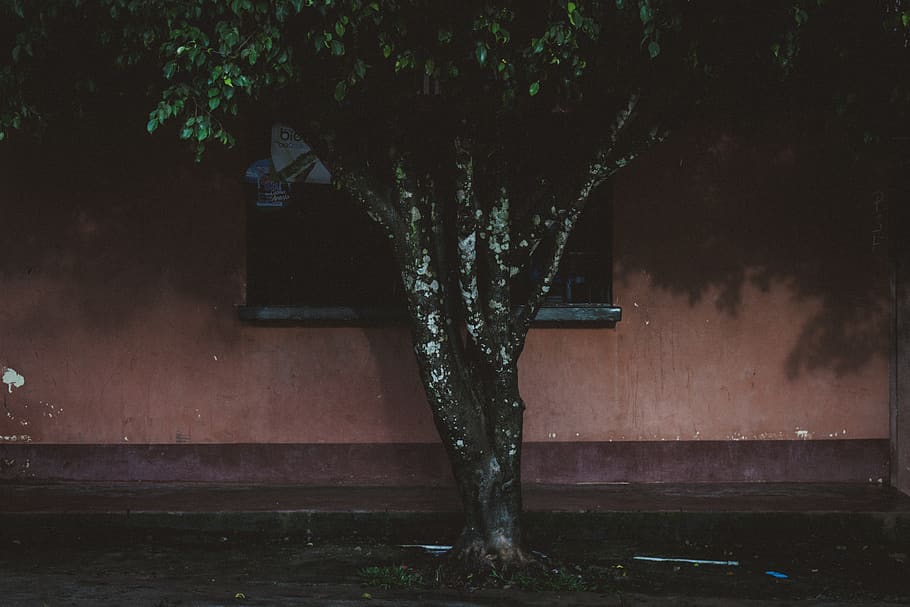 plant, tree, no people, nature, night, growth, architecture HD wallpaper