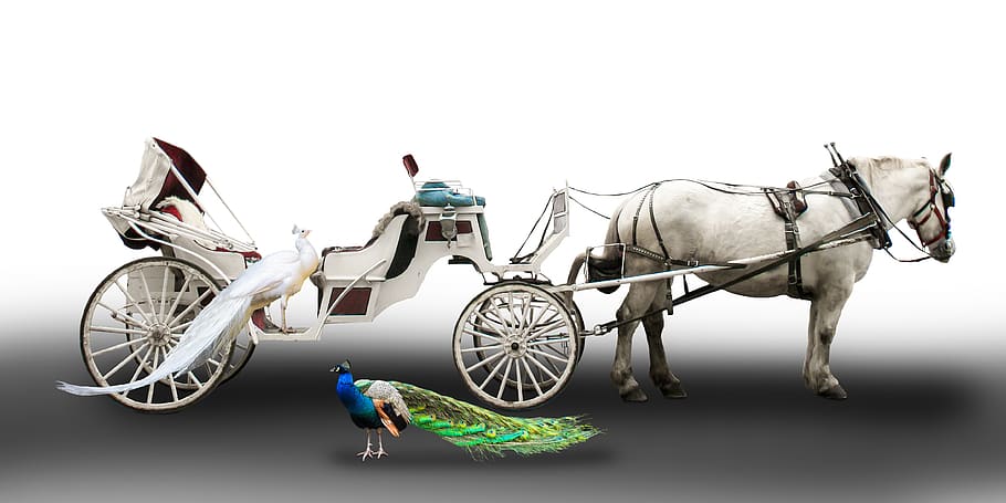 transport, traffic, coach, horses, white carriage, peacock