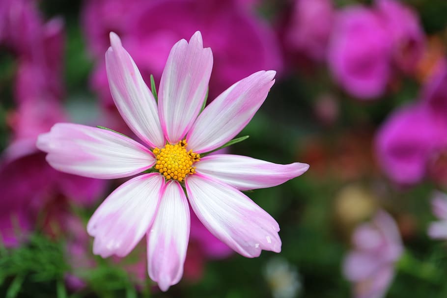 macau, macau island, flowering plant, freshness, beauty in nature HD wallpaper