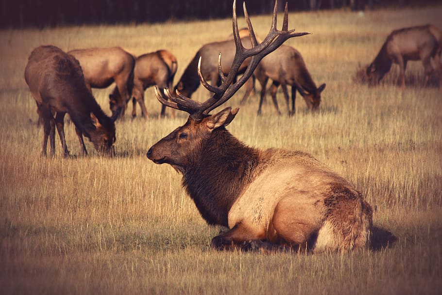 resting bulk on field, animal, elk, wildlife, deer, mammal, jasper HD wallpaper