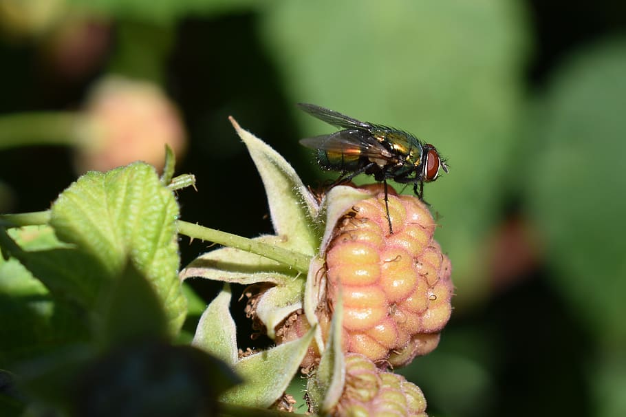 fly, insect, raspberry, garden, nature, bug, invertebrate, one animal HD wallpaper