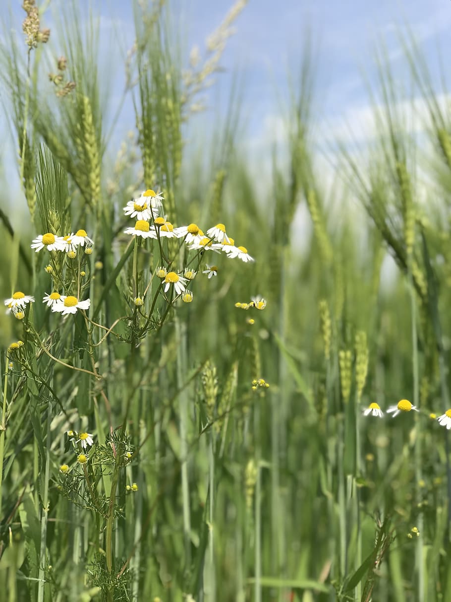 chamomile, field, meadow, flower, bloom, grass, garden, plant HD wallpaper