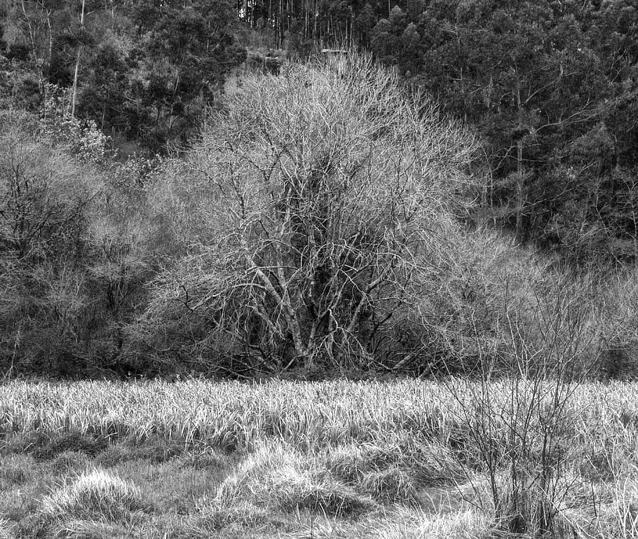 trees, plant, land, field, grass, no people, day, nature, tranquility HD wallpaper