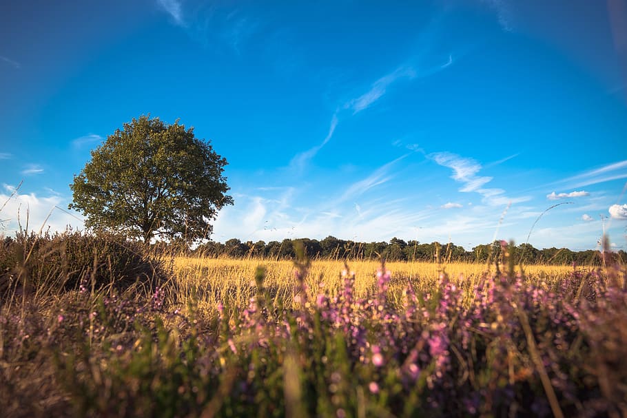 nature, tree, landscape, clouds, summer, plant, beauty in nature HD wallpaper