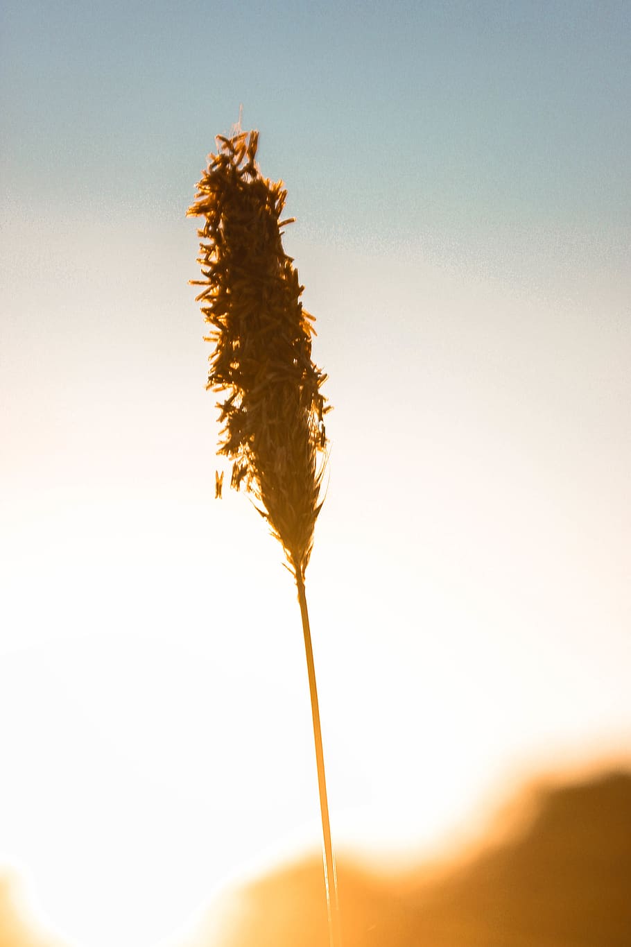 sunset, macro, yellow, corn, nature, no people, close-up, studio shot HD wallpaper