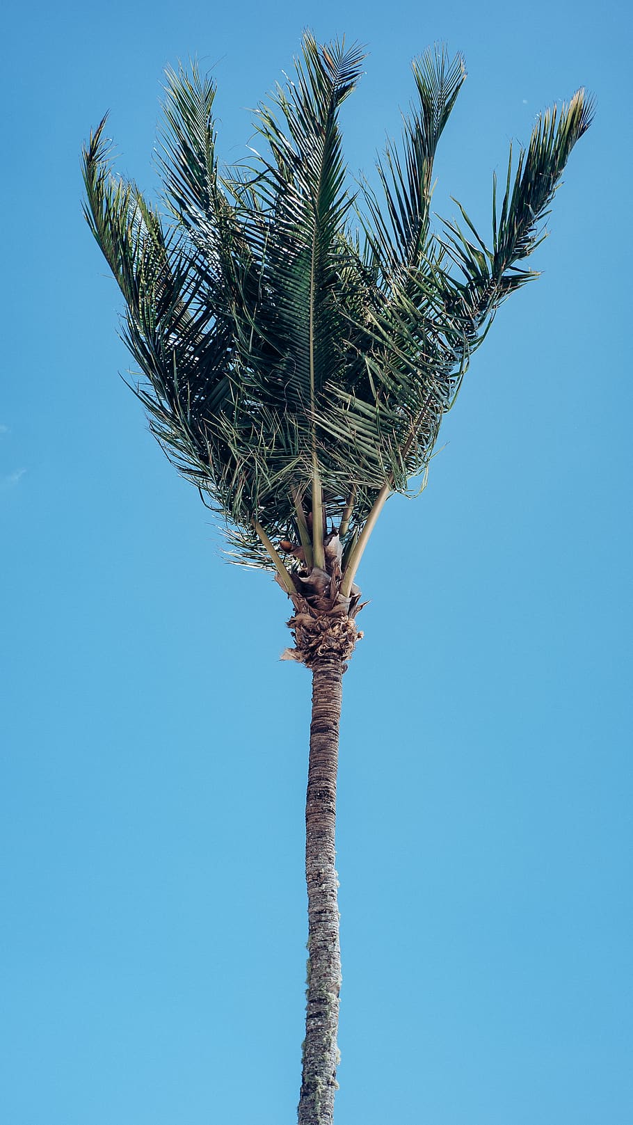 green palm tree, plant, arecaceae, nature, blue, coconut tree HD wallpaper