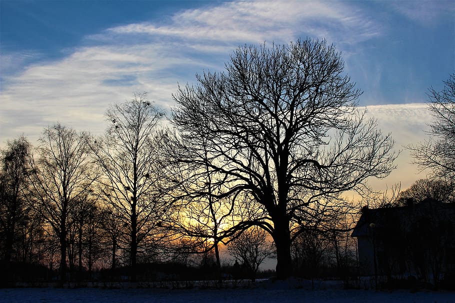 nature, tree, panoramic, dawn, sunset, himmel, cloud, landscapes HD wallpaper