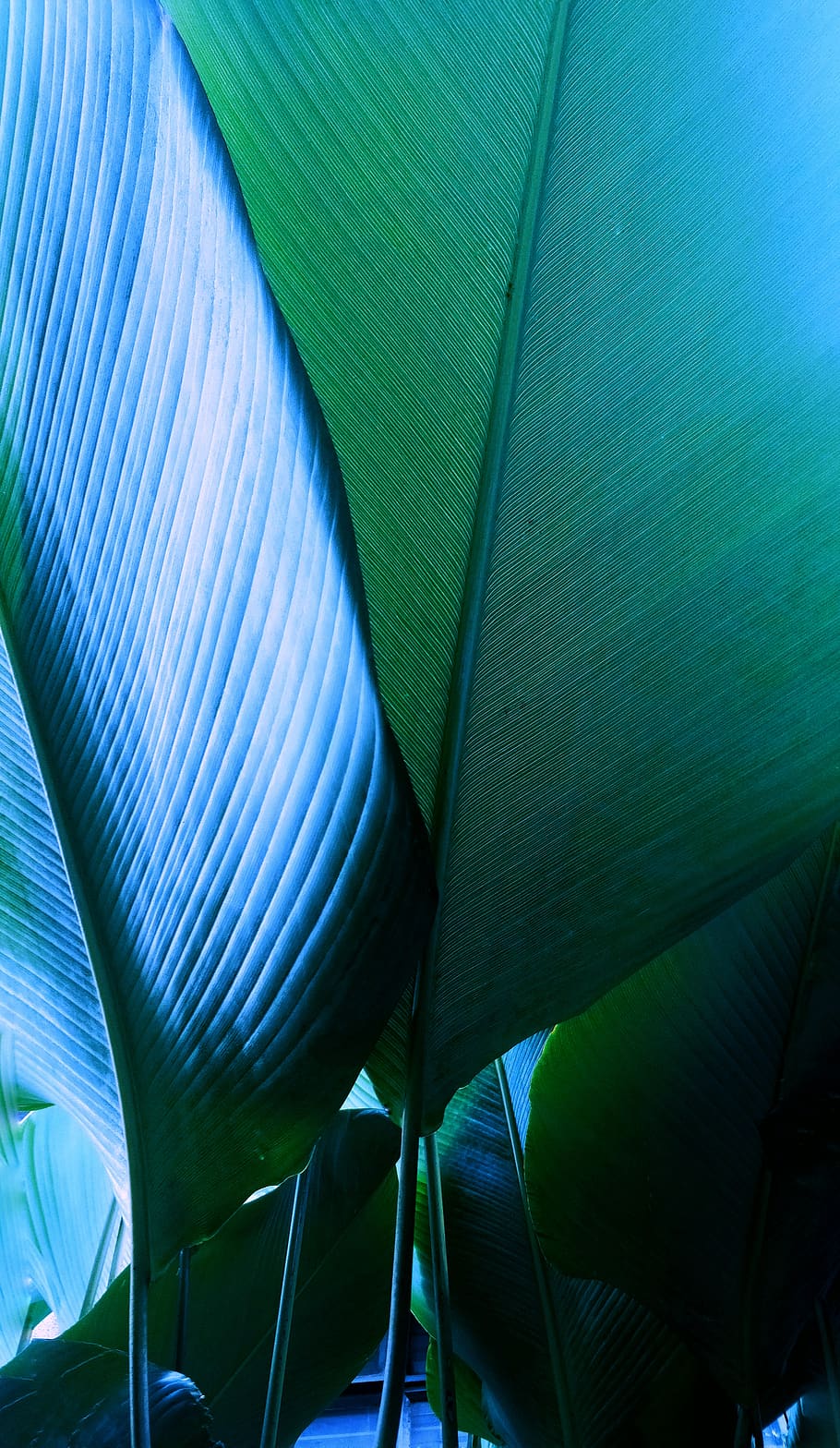 green leafed plant, woodland, forest, nature, close up, leaves HD wallpaper