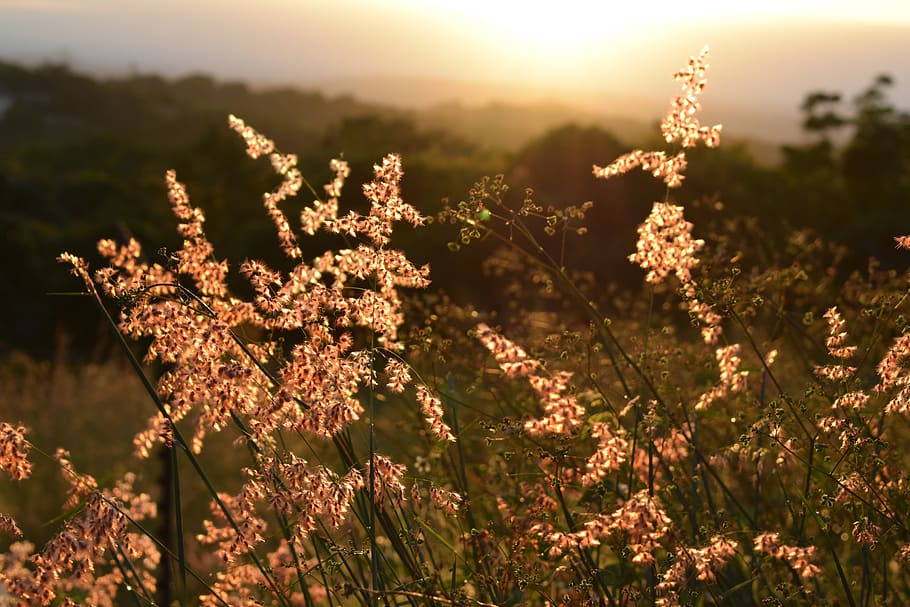grass, background, wallpaper, golden, hour, summer, warm, sunlight HD wallpaper