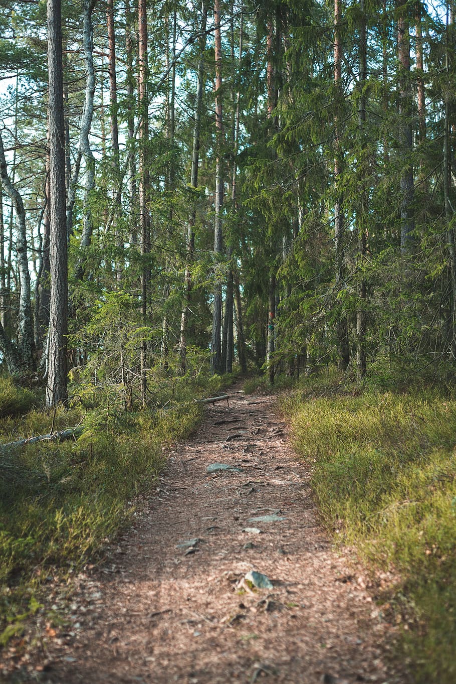 path, trail, ground, sweden, stockholm, gravel, dirt road, tree HD wallpaper