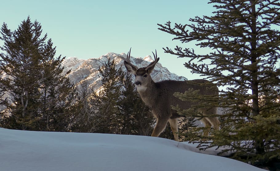 canada, banff, alberta, landscape, winter, wildlife, deer, mountains HD wallpaper