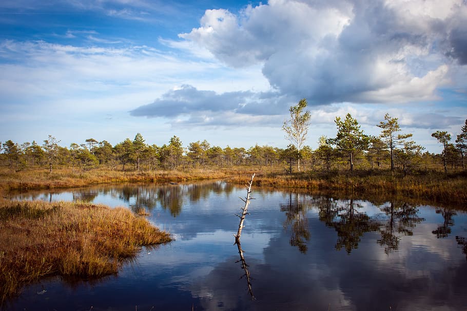 body of water near trees under sky, lake, reflection, forest HD wallpaper