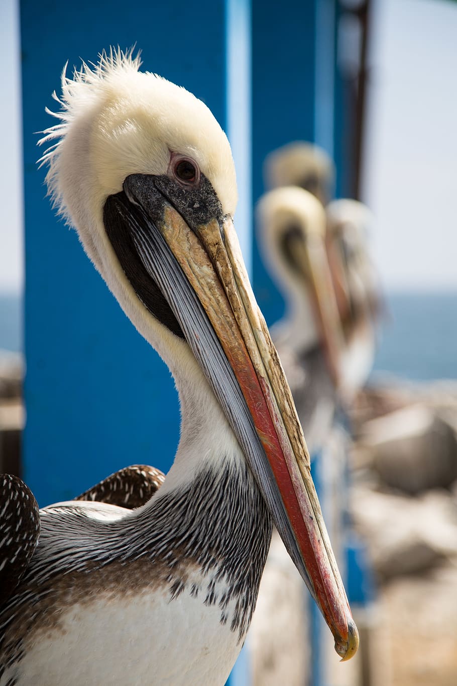 white and red bird, pelican, animal, beak, huasco, chile, booby HD wallpaper