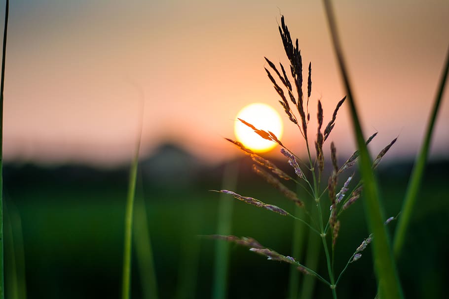 bollate, sunset, plant, growth, focus on foreground, beauty in nature HD wallpaper