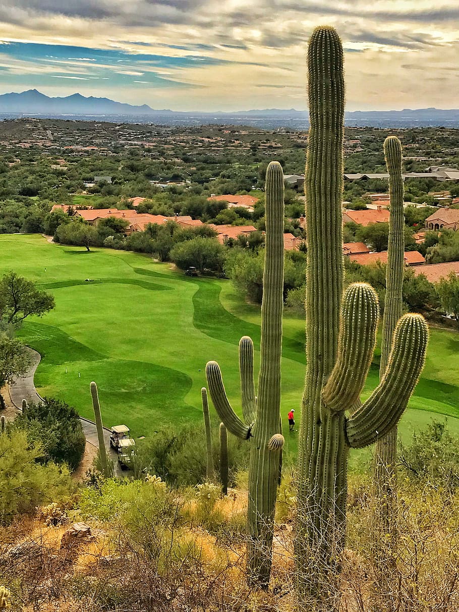 Saguaro cactus and Sonoran Desert with golf course greens and housing development near Tucson, Arizona.