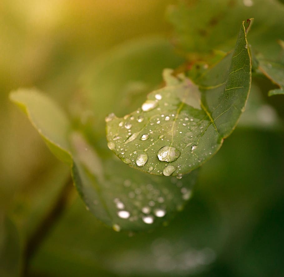 Green Leaves, close-up, dew, macro, raindrops, waterdrops, wet HD wallpaper