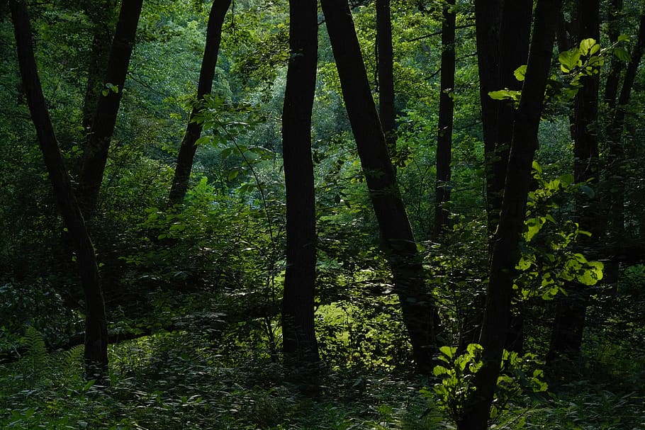 czechia, forest, trees, dark, foilage, plant, land, growth HD wallpaper