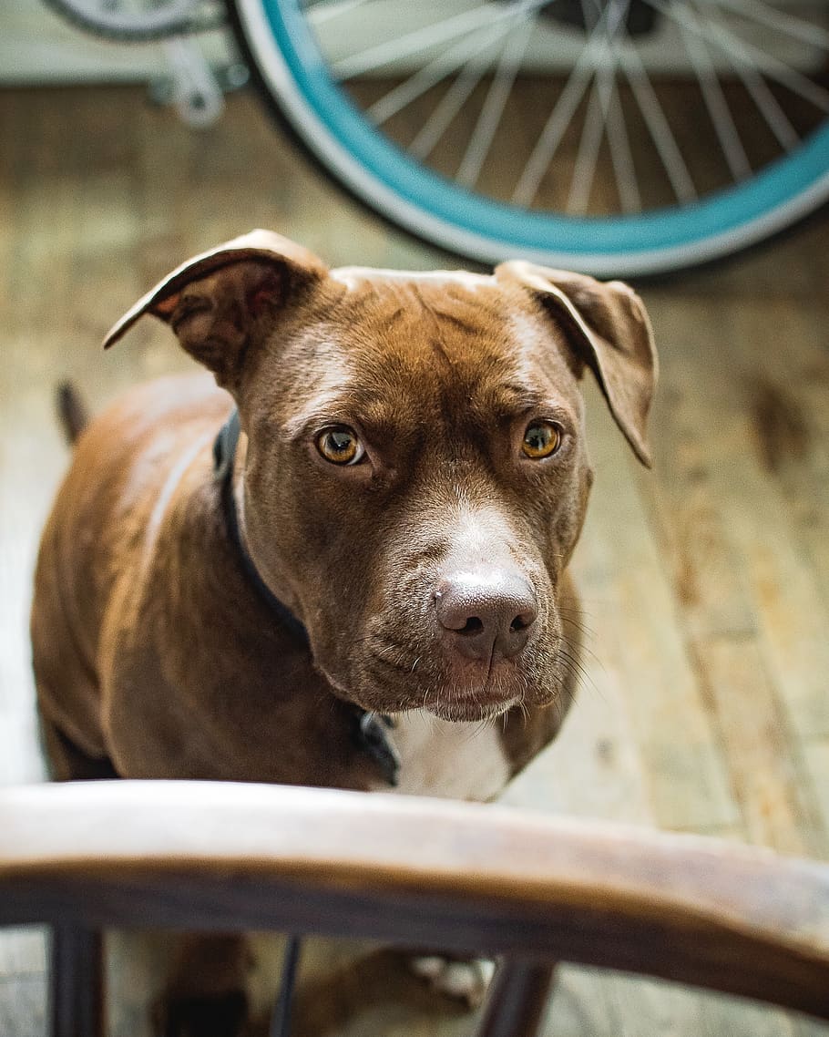 brown dog, pitbull, pet, canine, mammal, animal, bulldog, 12634 n paradise village pkwy w HD wallpaper