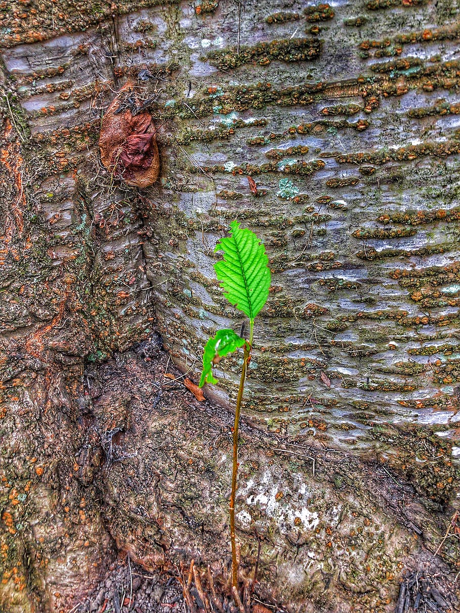 tree, bark, leaf, plant, plant part, growth, nature, green color HD wallpaper