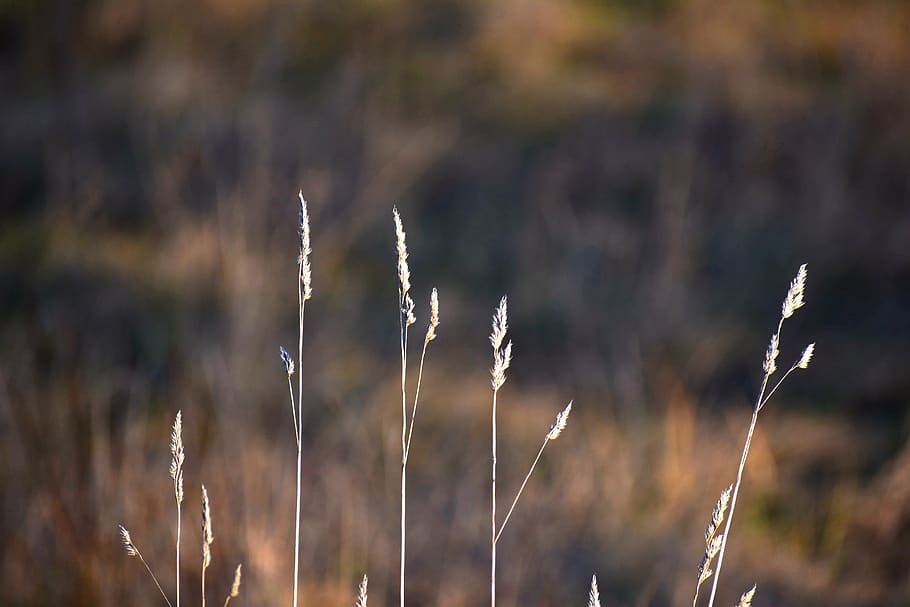 grain, ear, stem, nature, landscape, grass, weed, spring, plant HD wallpaper