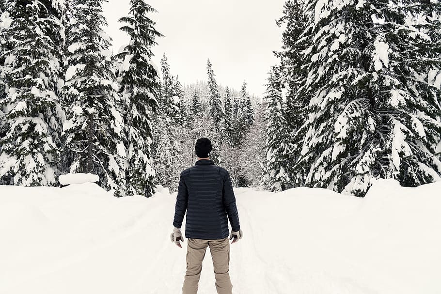 snowy evergreen forest