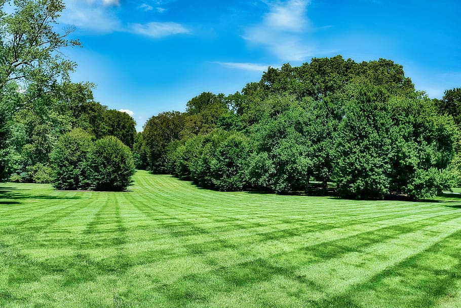 nature, grass, landscape, tree, summer, plant, green color HD wallpaper