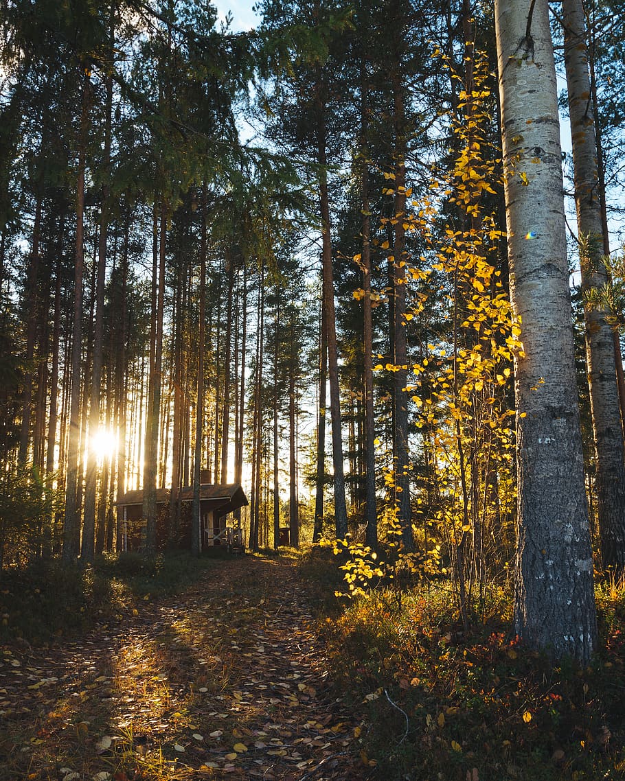 house surrounded by trees, plant, forest, land, tranquility, autumn HD wallpaper