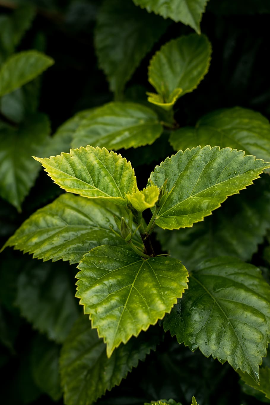 ovate leafed plant, plant part, green color, growth, close-up