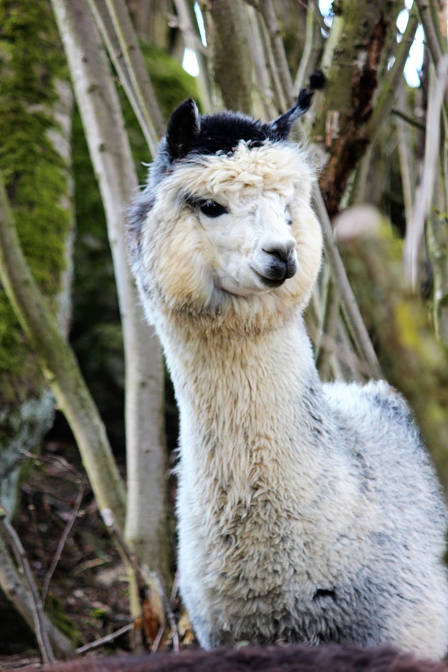 alpaca, white, black, wool, mammal, cute, head, fur, nature HD wallpaper