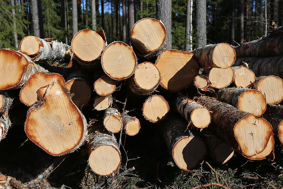 forest, tree, birch, the forest industry, stack, lumber, logging HD wallpaper