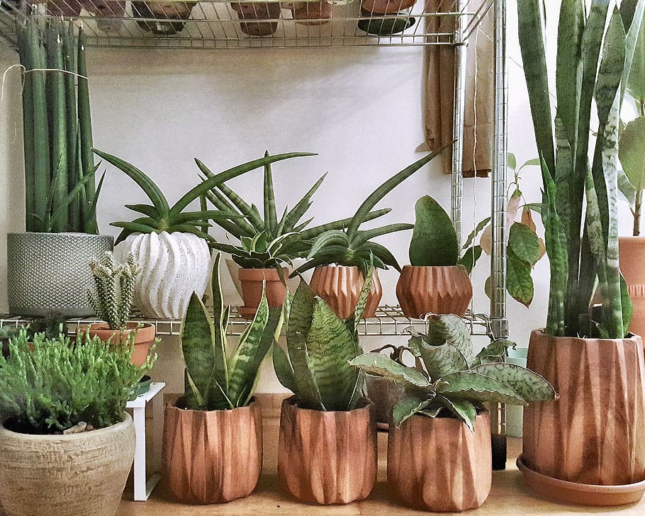 plant, potted plant, growth, green color, no people, indoors HD wallpaper