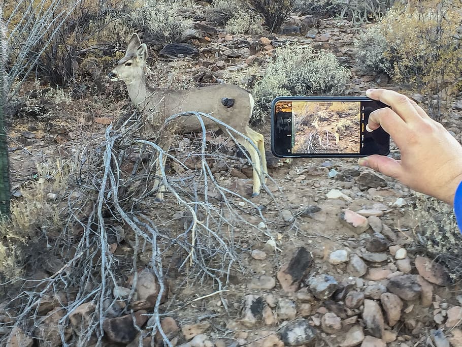 See a deer on the side of the trail - quick get your phone and shoot a photo.