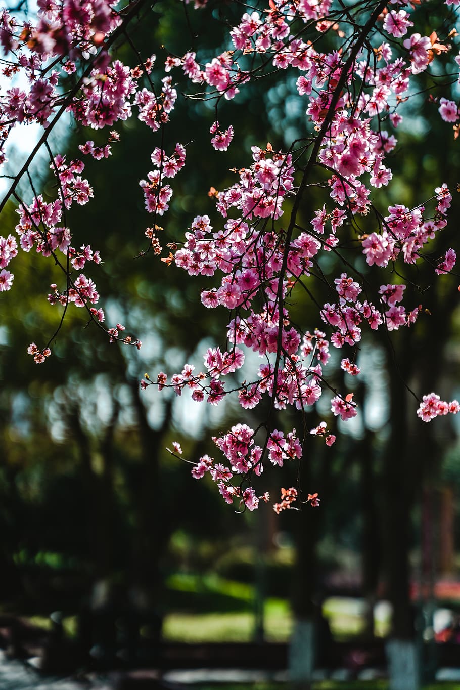 pink-petaled flower, plant, flowering plant, growth, beauty in nature HD wallpaper