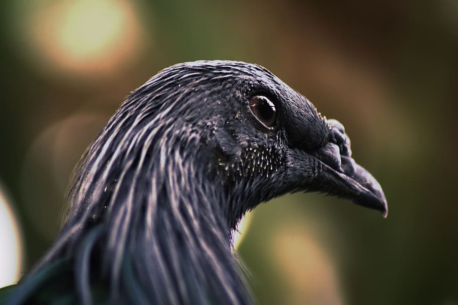 black bird, animal, crow, saint-aignan-sur-cher, zooparc de beauval