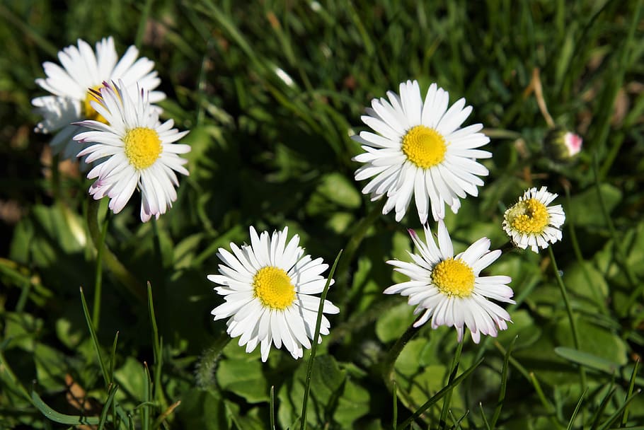 daisy, meadow, spring, garden, flowering plant, freshness, fragility HD wallpaper