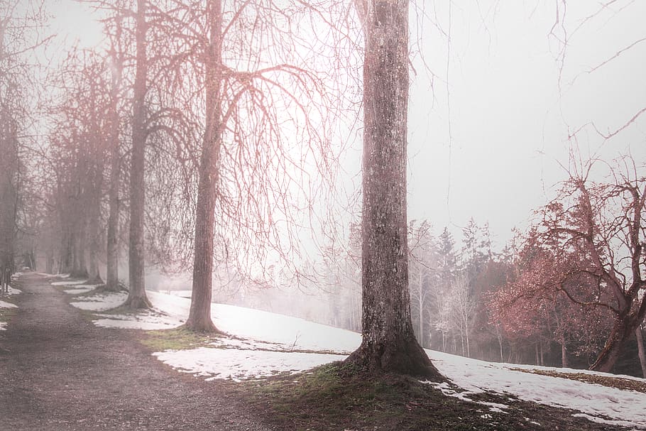 tree, plant, tree trunk, switzerland, sonnenberg, lucerne, nature HD wallpaper