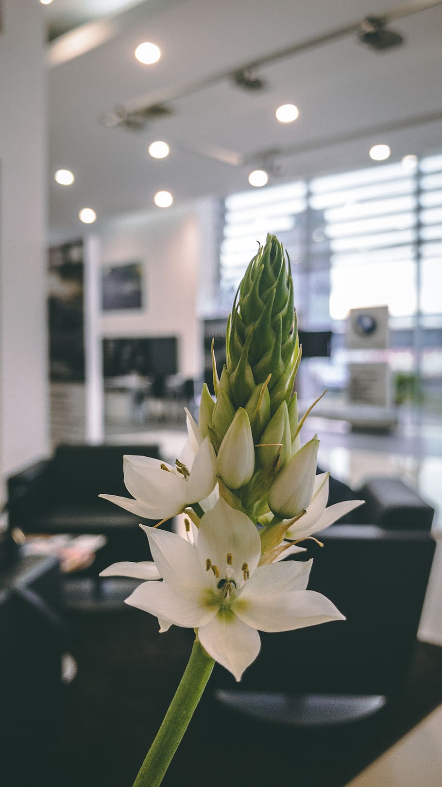 green, white, winter, light, inside, closeup, flower, flowering plant HD wallpaper