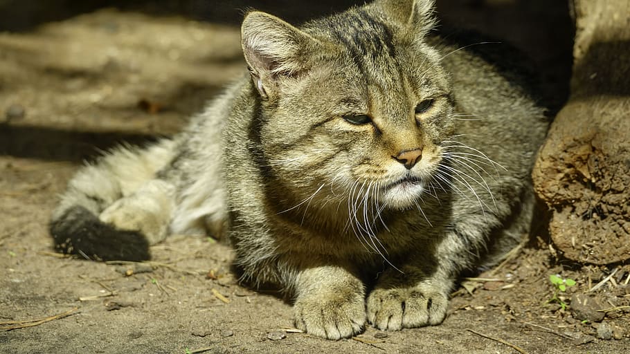 cat, wild, carpathian, forest, animal, mammal, predator, animal themes HD wallpaper