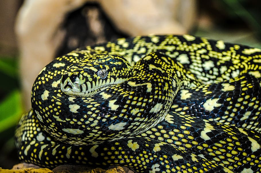 Yellow and Black Snake, animal, close-up, macro, wildlife, animal themes HD wallpaper